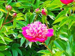 -莲花池公园