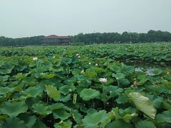 -荷塘月色湿地公园·向阳花洲