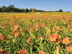 -汉长安城未央宫国家考古遗址公园