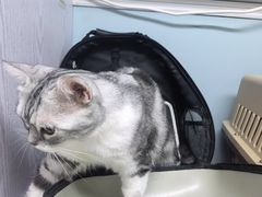 -纳吉亚猫专科动物医院·北北分院