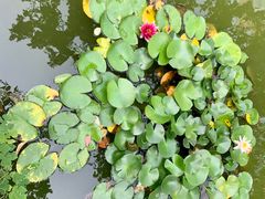 -叶家花园