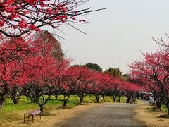 -上海海湾国家森林公园
