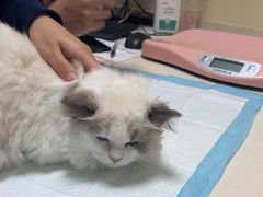 -全心全意连锁动物医院·微创中心·内科急重症·心脏专科(丰管路店)
