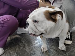 -宠爱国际动物医院· 猫科· 外科·中兽医(长白店)