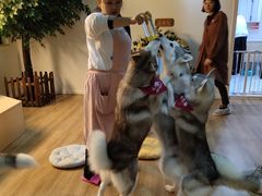 -Husky Go! 哈士奇体验馆·宠物咖啡厅狗咖