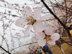 -桃花堤公园