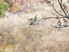 -香雪海
