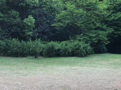 -西湖外事游船(花港观鱼码头)