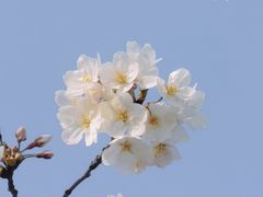 -顾村公园