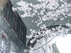 -武汉大学-樱园