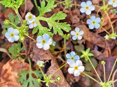 -北京西山国家森林公园