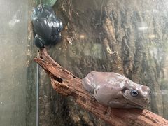 -酷以爬仙阁实体爬宠店·守宫·蜥蜴·专业繁育