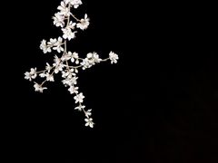 -桃花堤公园