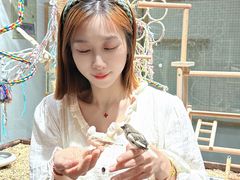 -吉丁鸟咖·异宠·寄养