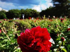 -黑龙江省森林植物园