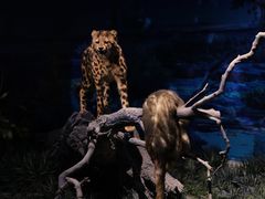 -国家自然博物馆