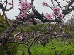 -南汇桃花村