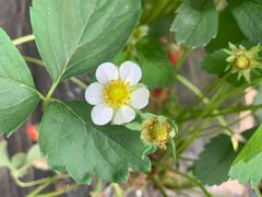 -大自然农场蔬菜草莓采摘园