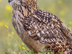 -泉州海丝野生动物世界