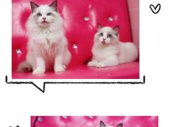 -Bastet sally猫舍购宠(静安店)