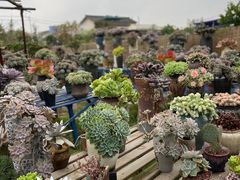 -三圣花乡旅游区