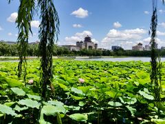 -莲花池公园