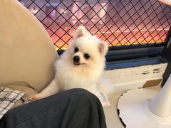 -怪兽屋·羊驼·猫咖·狗咖(俊华广场店)