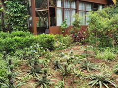 -西双版纳原始森林公园