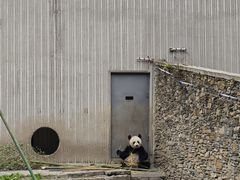 -卧龙中华大熊猫苑神树坪基地