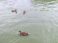 -团结湖公园