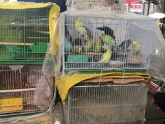 -万商花鸟市场