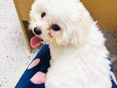 -瑞派康怡24h宠物医院·犬猫医疗中心·微创绝育(瑞景分院)