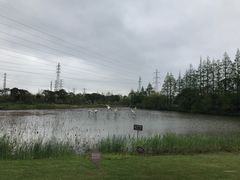-上海长兴岛郊野公园