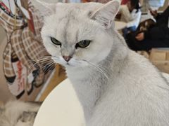 -Let's go狗咖·猫咖·奶狗·桌游(春熙路IFS店)