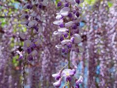 -嘉定紫藤园