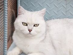 -喵屿·大理花园猫咖