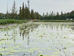 -上海长兴岛郊野公园