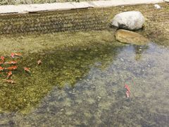 -牛背梁国家森林公园