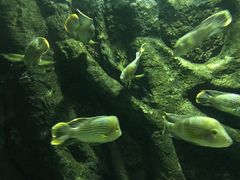 -苏州海洋馆