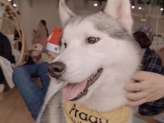 -Husky Go! 哈士奇体验馆·宠物咖啡厅狗咖