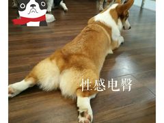 -柯斗斗主题餐厅·狗咖·围炉煮茶·茶饮(国瑞升平里店)