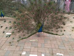 -长白岛森林公园