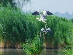 -白渔泡湿地公园