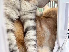 -瑞派动物医院·猫专科·至诚(江南中分院)