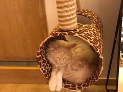 -猫腻·猫咖·撸猫馆(星光大道店)