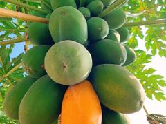 -羊栏农贸市场(羊新路店)