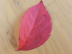 -三忘湖 SWANSEEN(柳荫公园店)