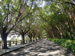 -大湾区中央湿地公园