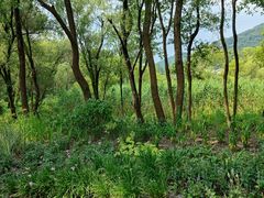 -西湖风景区-江洋畈生态公园