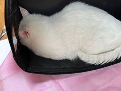 -北京观赏动物医院·24小时大型综合·猫专科·异宠专科